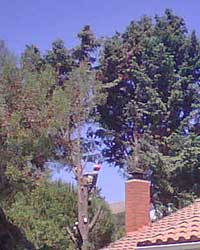 img00105_med.jpg