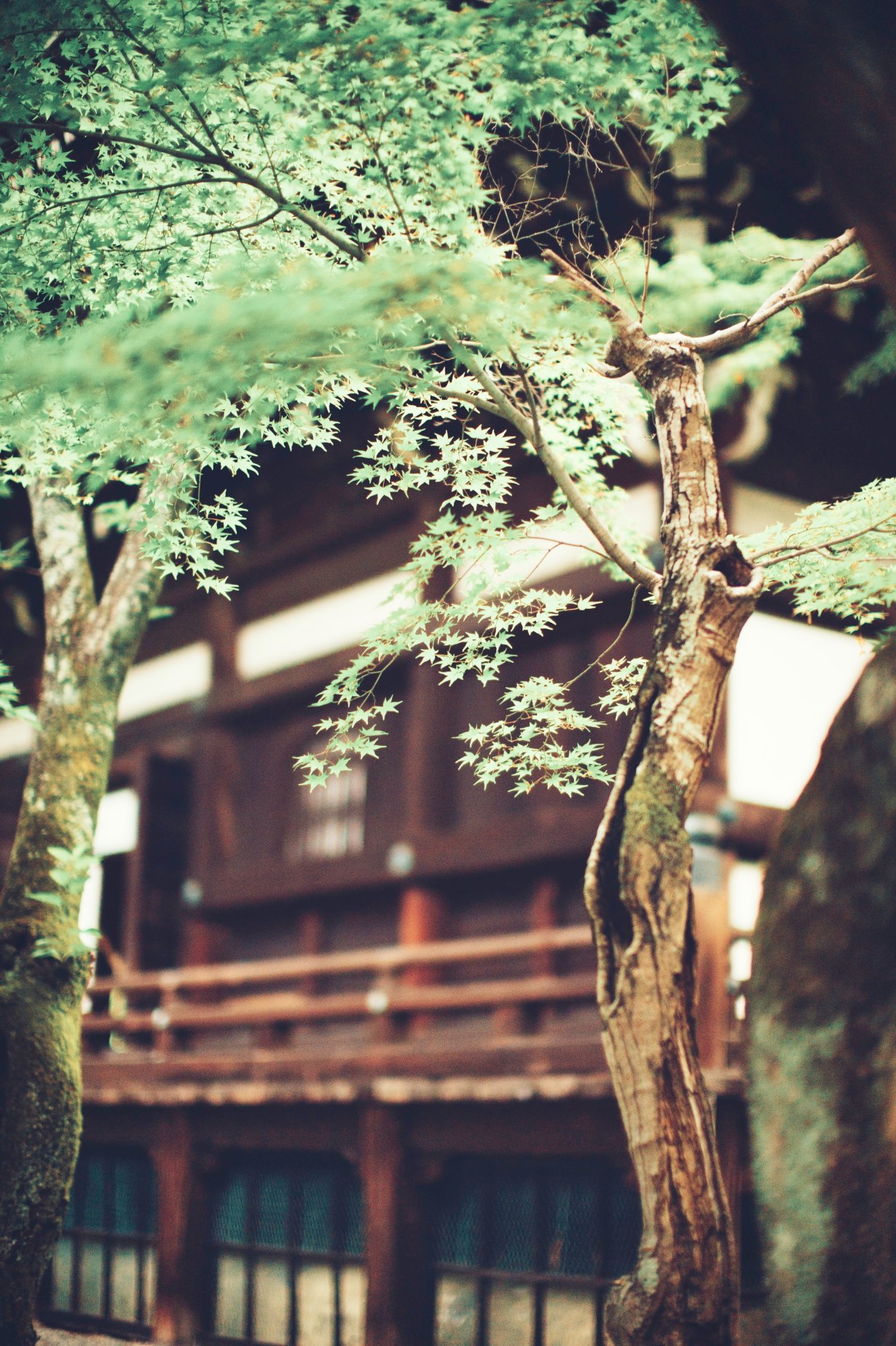 kyoto_june_2019_0060