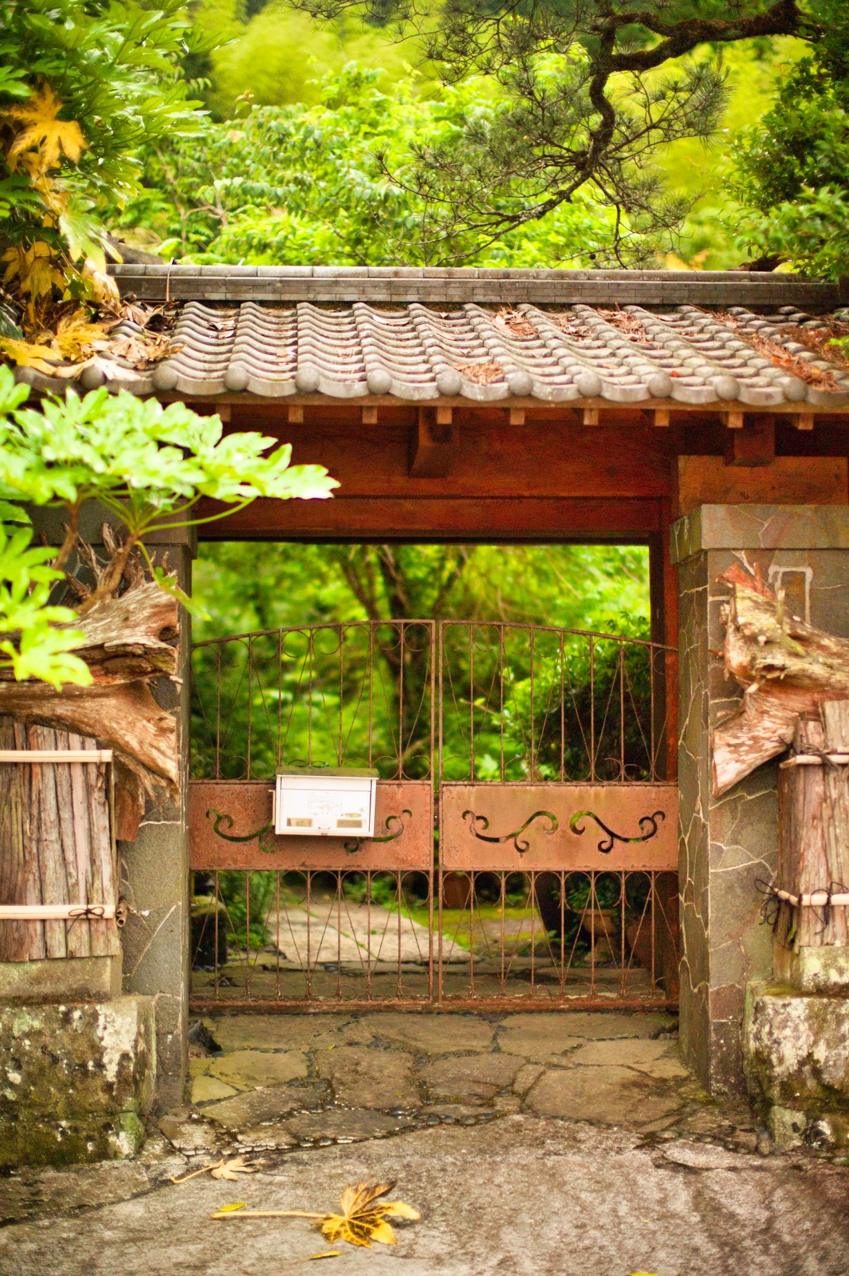 shimanto_june_2019_0025
